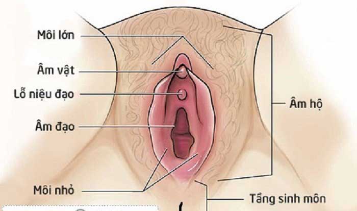 Giải phẫu thẩm mỹ tầng sinh môn Giải phẫu thẩm mỹ tầng sinh môn