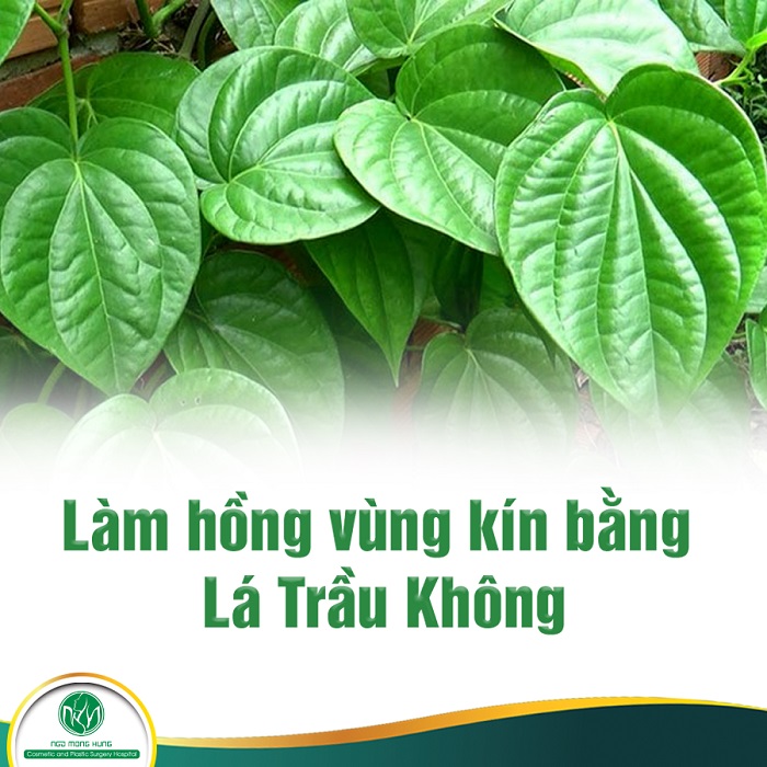 Se khít vùng kín bằng lá trầu không - Phương pháp làm đẹp vùng kín dân gian 