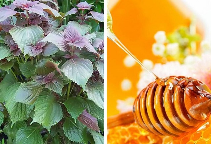 làm trắng da mặt bằng lá tía tô