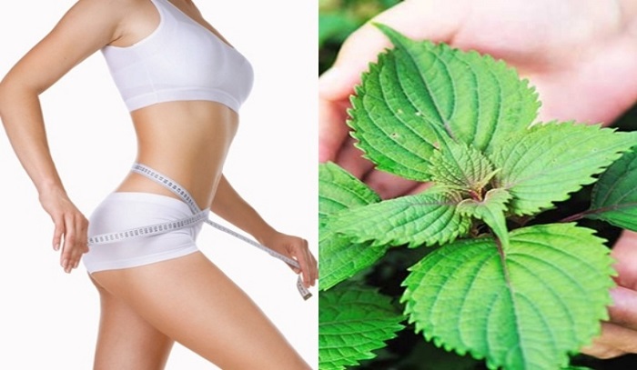 Uống lá tía tô có giảm mỡ bụng không