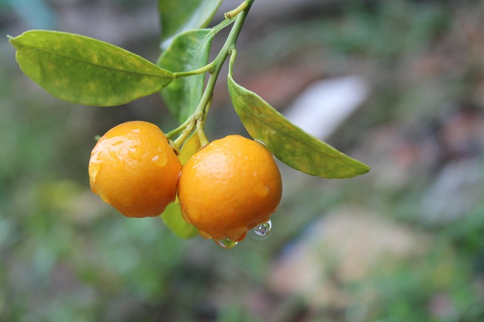 quất làm trắng da mặt