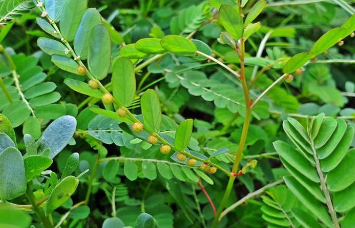 Cây thuốc nam giảm mỡ bụng