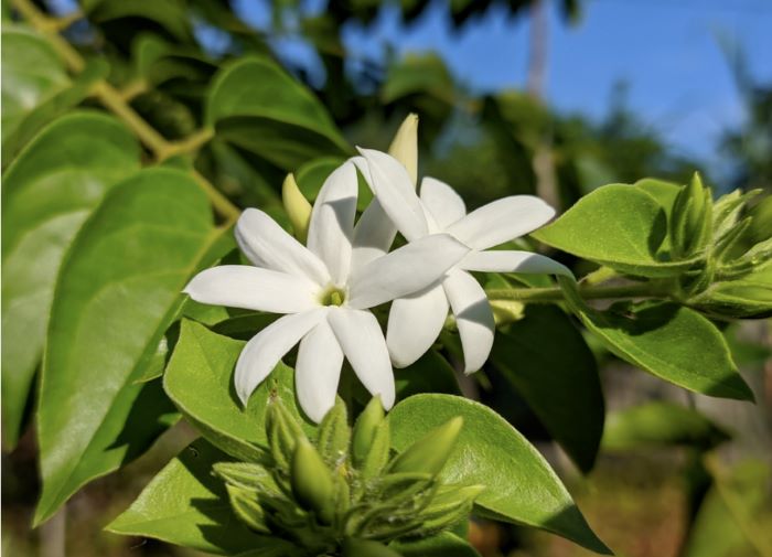 Chè vằng giảm mỡ bụng