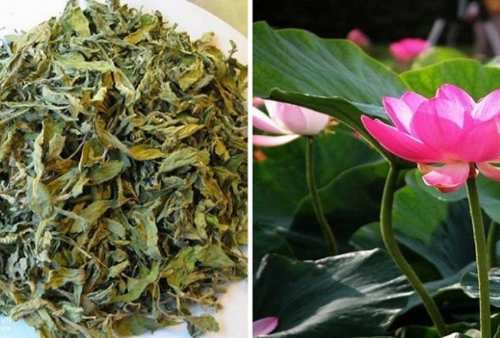 Lá uống giảm mỡ bụng