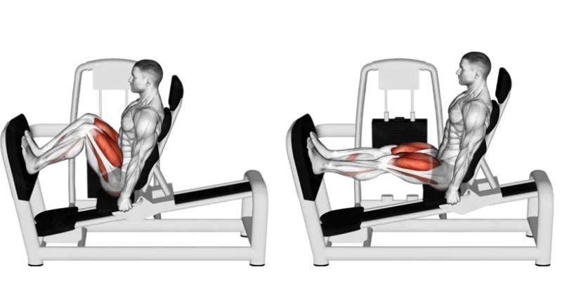 Calves là gì? Bí quyết phát triển bắp chân hiệu quả cho Gymer 6 Bài tập Leg Press