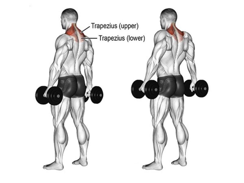 Dumbbell Shrug là gì? Cách tập hiệu quả nhất cho cơ cầu vai 1 Dumbbell Shrug
