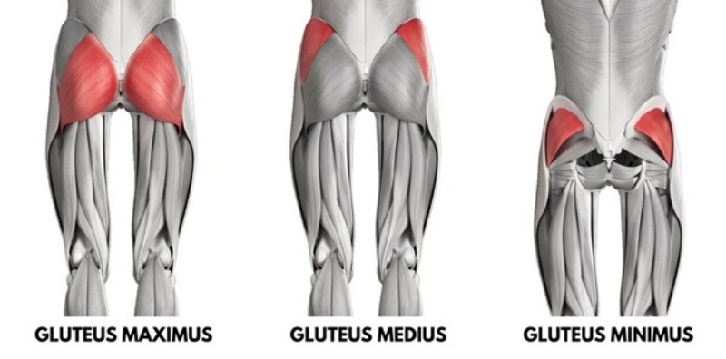 Glutes là gì