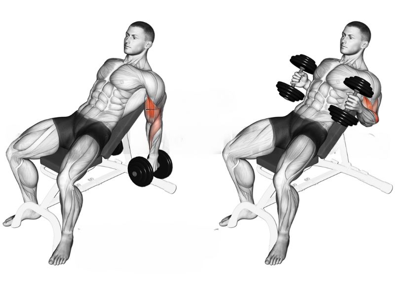 Bài tập Incline Hammer Curl