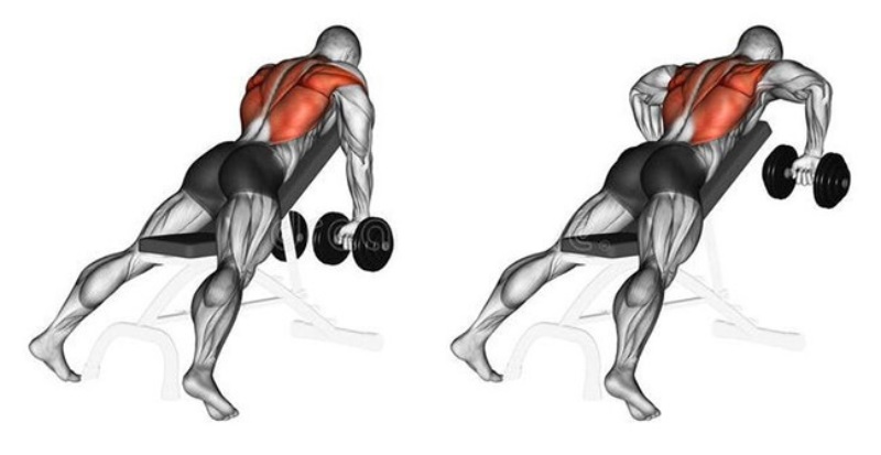 Bài tập Dumbbell Seal Row