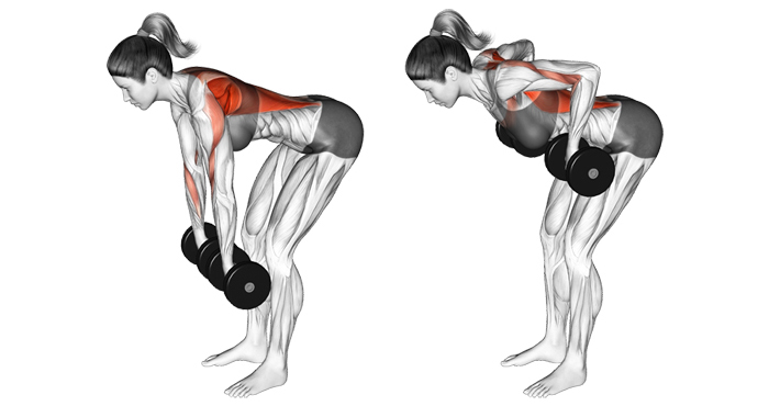 Bài tập Standing Bent-Over Two-Arm Dumbbell khá dễ tập luyện