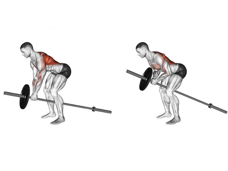 T-Bar Row là gì? Cách tập T-bar Row phát triển lưng xô tốt nhất 4 Hướng dẫn tập T-Bar Row đúng cách