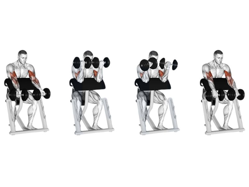 Bài tập Dumbbell Zottman Preacher Curl