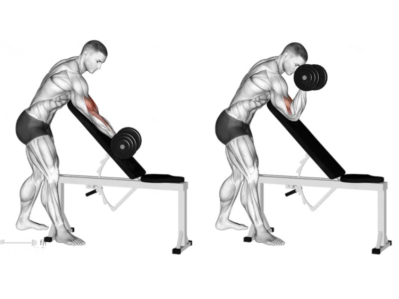 Bài tập Incline Bench Preacher Curl 