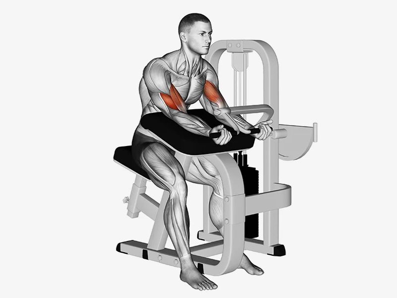 Bài tập Preacher Curl Machine