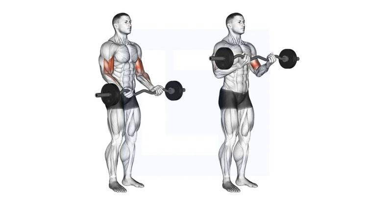 Bài tập Barbell Curl