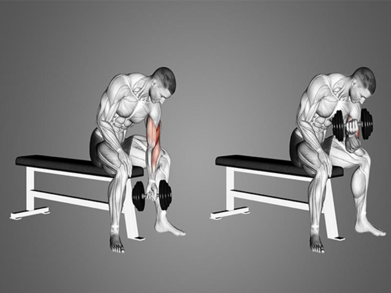 Bài tập concentration curl