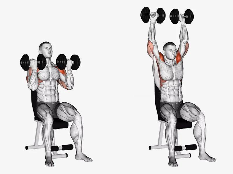 Các bài tập cầu vai tại nhà hiệu quả nhất dành cho dân tập Gym 6 Bài tập ngồi đẩy vai