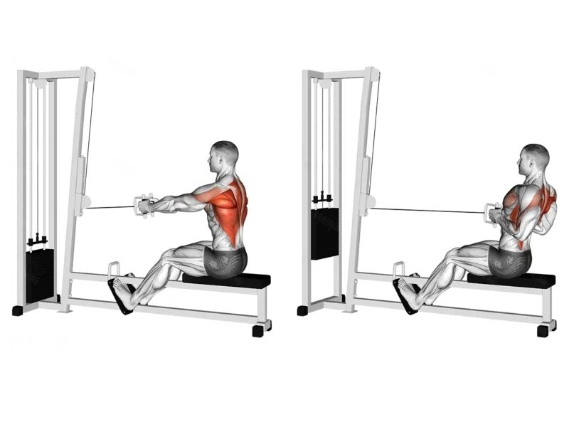 Bài tập ngồi kéo cáp giúp phát triển xô và lưng hiệu quả tốt Nhất 1 Ngồi kéo cáp tập cơ lưng