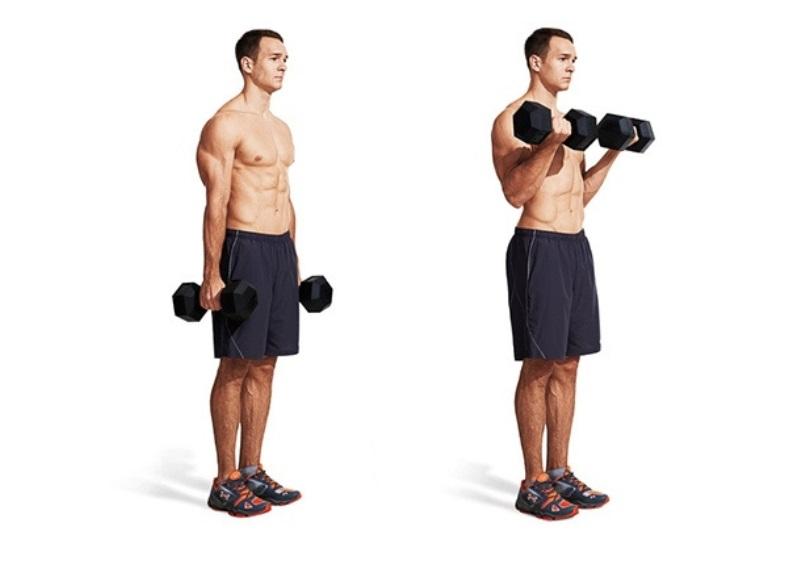 Bài tập Dumbbell Curl
