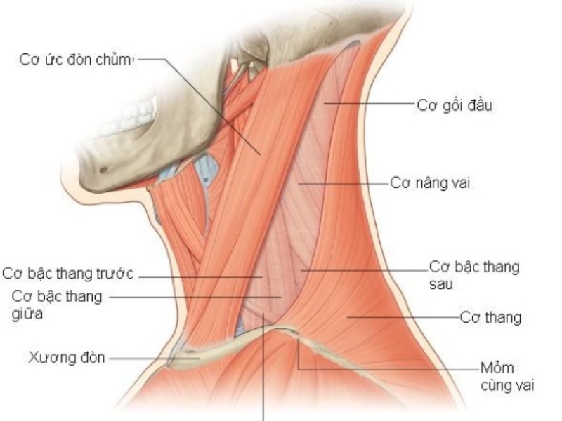 Nhóm cơ cổ 