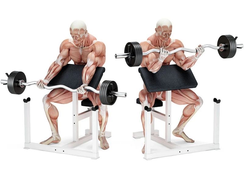 bài tập Preacher Curl
