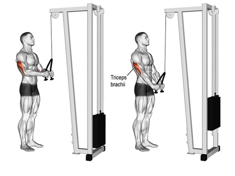 Triceps Pushdown là gì? Cách tập để giúp bắp tay sau to khỏe? 1 Bài tập Triceps Pushdown