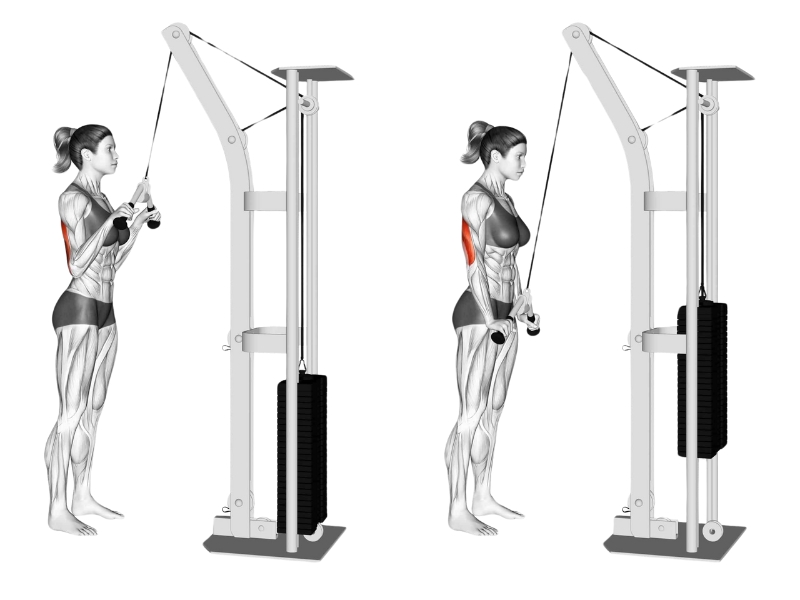 Triceps Pushdown là gì? Cách tập để giúp bắp tay sau to khỏe? 5 V-Bar Triceps Pushdown