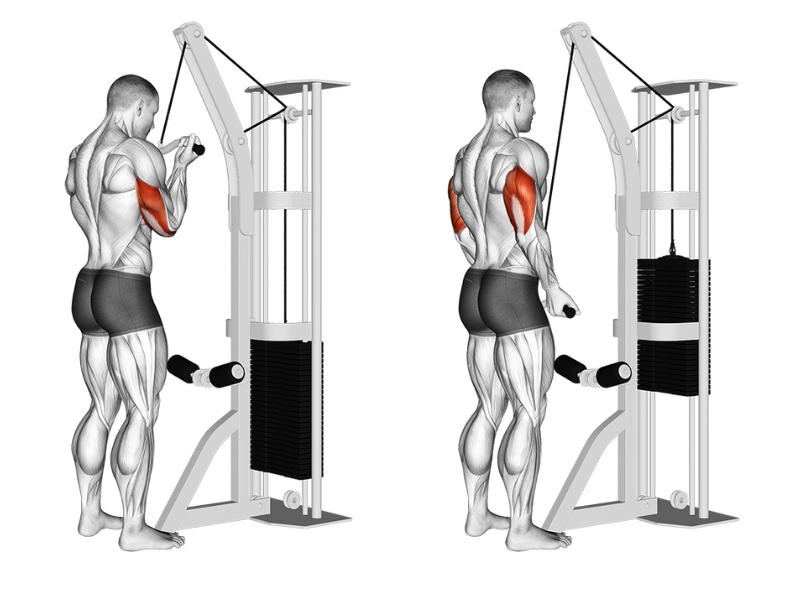 Triceps Pushdown là gì? Cách tập để giúp bắp tay sau to khỏe? 6 Reverse Grip Triceps Pushdown