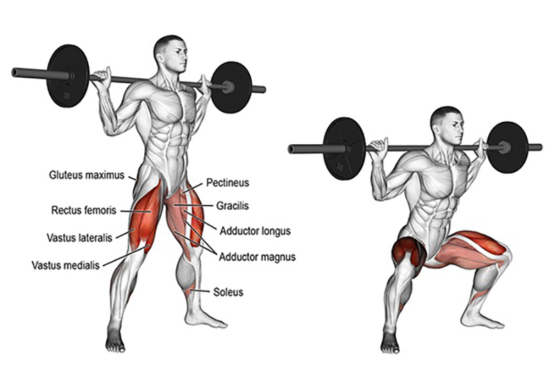 Wide Stance Barbell Squat là gì? Tập thế nào chuẩn, hiệu quả? 1 Wide Stance Barbell Squat